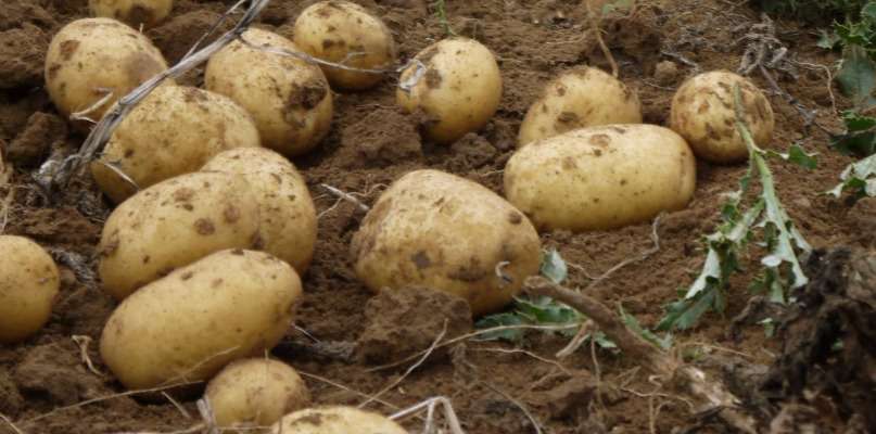 Pommes de terre nouvelle
