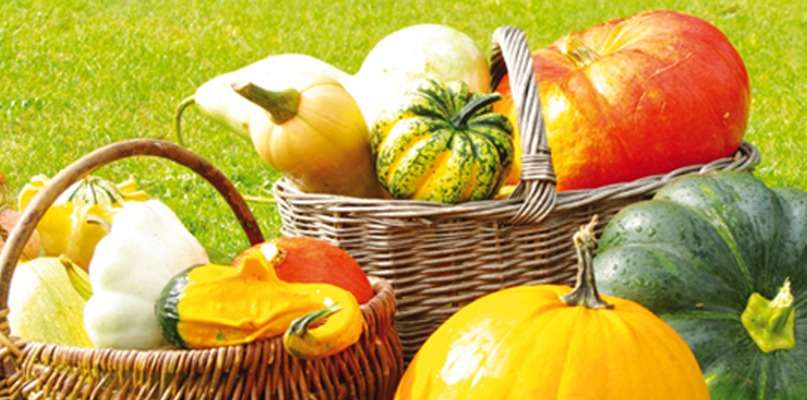 Courges toujours disponibles