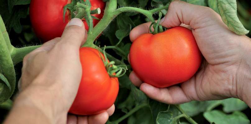 Cueillette de tomates