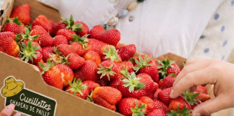 Les fraises sont bien là!!