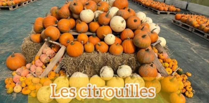 Les citrouilles pour Halloween