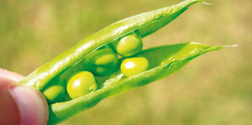 petits-pois petits-pois