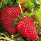 Cueillette d'Antheuil Fraises de saison