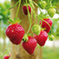 Cueillette d'Antheuil Fraises remontantes