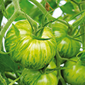 Cueillette d'Antheuil Tomate Green Zebra
